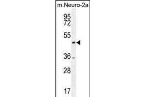 CTBP1 Antibody (C-term) (ABIN654880 and ABIN2844534) western blot analysis in mouse Neuro-2a cell line lysates (35 μg/lane). (CTBP1 anticorps  (C-Term))