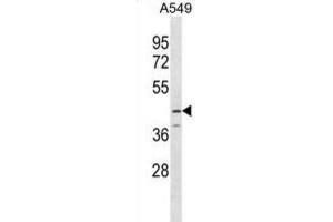 Western Blotting (WB) image for anti-serpin Peptidase Inhibitor, Clade B (Ovalbumin), Member 12 (SERPINB12) antibody (ABIN3000181) (SERPINB12 anticorps)