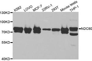 Western blot analysis of extracts of various cell lines, using NDC80 antibody (ABIN5973139) at 1/1000 dilution. (NDC80 anticorps)