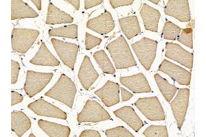 ABIN7097156 and ABIN7101224 at 1/100 staining rat muscle tissue by IHC-P.