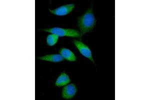 IF analysis of IMPDH1 using anti-IMPDH1 antibody (ABIN7599864). (IMPDH1 anticorps  (AA 123-500))
