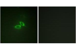Immunofluorescence (IF) image for anti-Glutamate Receptor, Ionotropic, N-Methyl D-Aspartate 1 (GRIN1) (AA 856-905) antibody (ABIN2888740) (GRIN1/NMDAR1 anticorps  (AA 856-905))