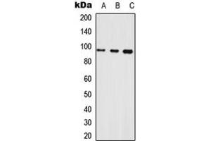 Western blot analysis of Neuroligin 1 expression in HEK293T (A), Raw264. (Neuroligin 1 anticorps  (Center))