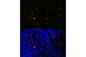 Immunofluorescence analysis of mouse spleen using RN Rabbit pAb (ABIN6131626, ABIN6146986, ABIN6146987 and ABIN6225283) at dilution of 1:100 (40x lens). (RNASE2 anticorps  (AA 28-161))
