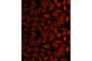 anti-Phosphatidylethanolamine Binding Protein 1 (PEBP1) (AA 1-187) antibody