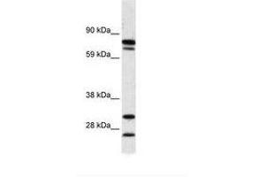 Image no. 1 for anti-Zinc Finger Protein 606 (ZNF606) (AA 38-87) antibody (ABIN6736011) (ZNF606 anticorps  (AA 38-87))