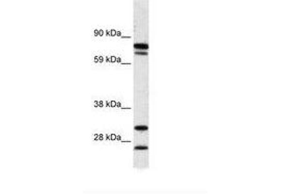 ZNF606 anticorps  (AA 38-87)
