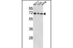 Western blot analysis of ABI1 Antibody (N-term) (ABIN652475 and ABIN2842323) in MCF-7, CEM, Jurkat cell line lysates (35 μg/lane). (ABI1 anticorps  (N-Term))