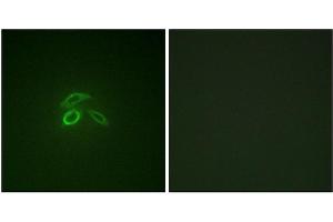 Immunofluorescence staining of methanol-fixed HepG2 cells using CD227/MUC1 (Phospho-Tyr1229) Antibody.