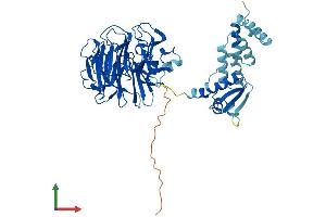 AlphaFold protein structure predicition of Mouse Recombinant Rcbtb2 Protein, UniprotID Q99LJ7