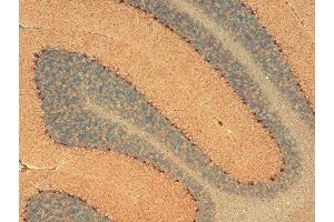 Immunohistochemistry analysis using Mouse Anti-HCN1 Monoclonal Antibody, Clone S70 (ABIN361763). (HCN1 anticorps  (AA 778-910))