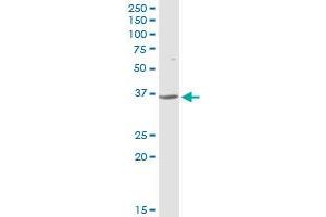 CFHR1 MaxPab rabbit polyclonal antibody.
