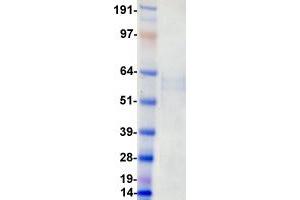 Validation with Western Blot (LTK Protein (DYKDDDDK-His Tag))
