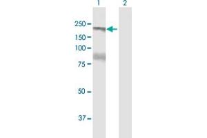 Western Blot analysis of FHOD1 expression in transfected 293T cell line by FHOD1 MaxPab polyclonal antibody. (FHOD1 anticorps  (AA 1-1164))
