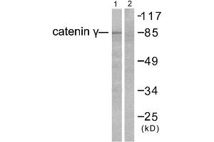 Western Blotting (WB) image for anti-Junction Plakoglobin (JUP) (C-Term) antibody (ABIN1848448) (JUP anticorps  (C-Term))