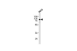 Western blot analysis in Hela cell line lysates (35ug/lane). (EWSR1 anticorps  (C-Term))