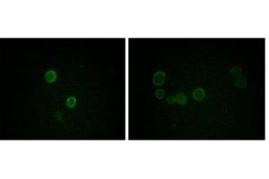Immunofluorescence analysis of methanol-fixed L-02 (left) and Cos7 (right) cells using ApoM antibody showing cytoplasmic and membrane localization. (Apolipoprotein M anticorps)