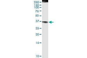 Immunoprecipitation of FASLG transfected lysate using anti-FASLG MaxPab rabbit polyclonal antibody and Protein A Magnetic Bead , and immunoblotted with FASLG MaxPab mouse polyclonal antibody (B01) .