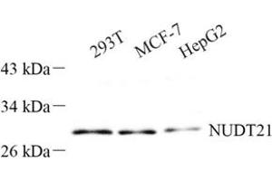 Western blot analysis of NUDT21 (ABIN7074927) at dilution of 1: 500 (NUDT21 anticorps)
