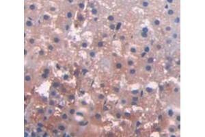 IHC-P analysis of Rat Tissue, with DAB staining. (P4HA1 anticorps  (AA 205-534))