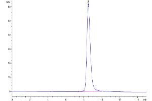 The purity of Biotinylated Human CLEC12A is greater than 95 % as determined by SEC-HPLC.