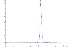The purity of Biotinylated Human CLEC12A is greater than 95 % as determined by SEC-HPLC. (CLEC12A Protein (AA 65-265) (His-Avi Tag,Biotin))