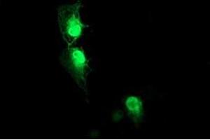 Anti-AIPL1 mouse monoclonal antibody (ABIN2455133) immunofluorescent staining of COS7 cells transiently transfected by pCMV6-ENTRY AIPL1 (RC204079). (AIPL1 anticorps)