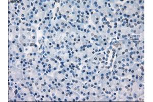 Immunohistochemical staining of paraffin-embedded colon tissue using anti-FCGR2A mouse monoclonal antibody. (FCGR2A anticorps)