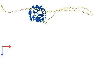AlphaFold protein structure predicition of Human Recombinant ANP32A Protein, UniprotID P39687