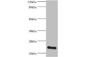Western blot All lanes: ATP5O antibody at 3 μg/mL + HepG2 whole cell lysate Secondary Goat polyclonal to rabbit IgG at 1/10000 dilution Predicted band size: 23 kDa Observed band size: 23 kDa