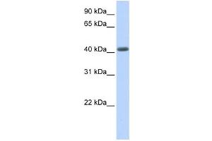 Western Blotting (WB) image for anti-Leucine Rich Repeat Containing 2 (LRRC2) antibody (ABIN2458674) (LRRC2 anticorps)