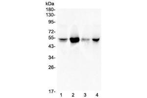 Western blot testing of human 1) A549, 2) Jurkat, 3) HeLa and 4) PANC-1 lysate with RbAp48 antibody at 0. (RBBP4 / RbAp48 / NURF55 anticorps)