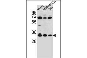 OR2T3 Antibody (C-term) (ABIN655863 and ABIN2845270) western blot analysis in HepG2,MDA-M,293 cell line lysates (35 μg/lane).