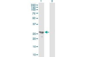 Western Blot analysis of BPHL expression in transfected 293T cell line by BPHL MaxPab polyclonal antibody. (BPHL anticorps  (AA 1-274))
