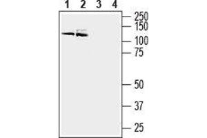 Western blot analysis of mouse (lanes 1 and 3) and rat (lanes 2 and 4) brain membranes: - 1,2. (ATP2B3 anticorps  (Intracellular, N-Term))