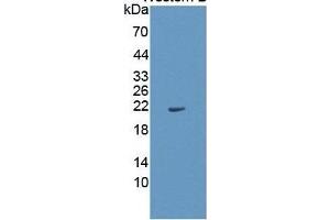 Interleukin 1 alpha (IL1A) ELISA Kit