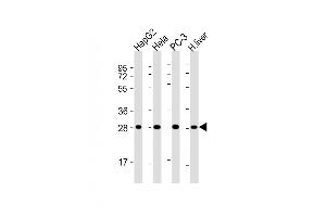All lanes : Anti-PS Antibody at 1:4000 dilution Lane 1: HepG2 whole cell lysate Lane 2: Hela whole cell lysate Lane 3: PC-3 whole cell lysate Lane 4: human liver lysate Lysates/proteins at 20 μg per lane. (PSMA5 anticorps  (AA 1-241))
