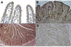 Immunohistochemical staining (Formalin-fixed paraffin-embedded sections) of human intestine (A), pig ileum (B), pig duodenum (C) and pig kidney (D) with CPS1 polyclonal antibody . (CPS1 anticorps  (Internal Region))
