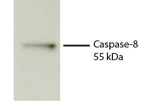 Total cell lysates from Jurkat cells were incubated with STS, resolved by electrophoresis, transferred to PVDF membrane, and probed with Rat Anti-Human Caspase-8-UNLB secondary antibody and chemiluminescent detection. (Caspase 8 anticorps)