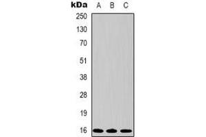 Western blot analysis of Survivin expression in Hela (A), 293 (B), PC12 (C) whole cell lysates. (Survivin anticorps)