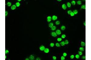 Image no. 2 for anti-Neurogenin 1 (NEUROG1) antibody (ABIN1499700)
