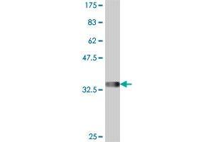 Western Blot detection against Immunogen (34.