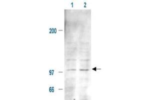 Immunoblotting of Mdm2 (phospho S185) polyclonal antibody  is shown to detect a 102 kDa band (arrow) corresponding to phosphorylated mouse Mdm2 present in a 293T whole cell lysate. (MDM2 anticorps  (pSer185))