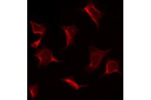 ABIN6269092 staining K562 by IF/ICC.