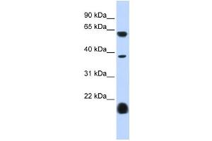 Western Blotting (WB) image for anti-Serotonin Receptor 3E (HTR3E) antibody (ABIN2458154) (HTR3E anticorps)