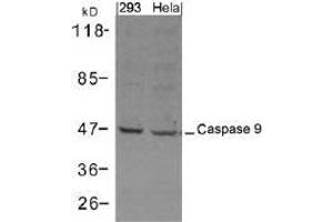 Western blot analysis of extracts from 293 and Hela cells using Caspase 9. (Caspase 9 anticorps  (AA 301-305))