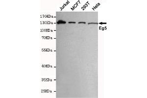 Western blot detection of Eg5 in MCF7,293T,Jurkat and Hela cell lysates using Eg5 mouse mAb (1:1000 diluted).