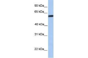 WB Suggested Anti-YAP1 Antibody Titration:  1 ug/ml  Positive Control:  721_B cell lysate
