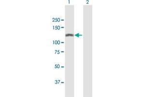 Western Blot analysis of SMARCA5 expression in transfected 293T cell line by SMARCA5 MaxPab polyclonal antibody.
