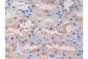 Detection of BACE2 in Human Kidney Tissue using Polyclonal Antibody to Beta Secretase 2 (BACE2)